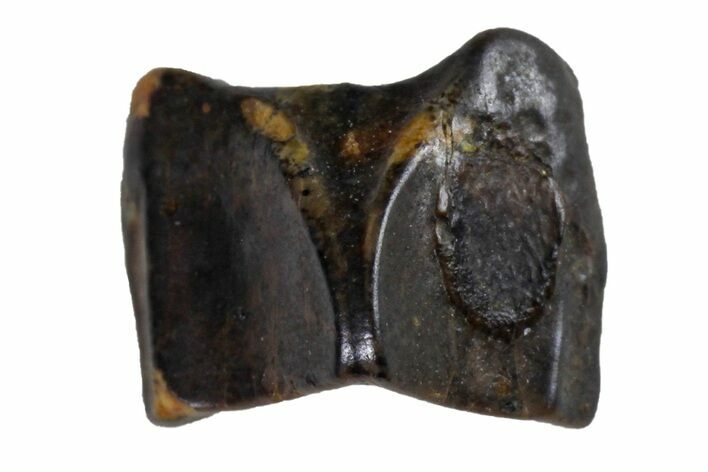 Fossil Hadrosaur (Edmontosaurus) Shed Tooth- Montana #135407